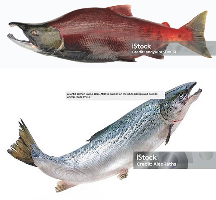 image comparing sockeye salmon and atlantic salmon